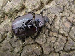 Attēlu rezultāti vaicājumam “Osmoderma barnabita imago”