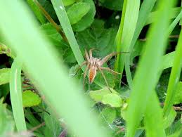 Attēlu rezultāti vaicājumam “Pisaura mirabilis female”