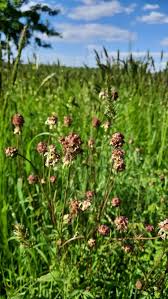 Attēlu rezultāti vaicājumam “Poterium sanguisorba”