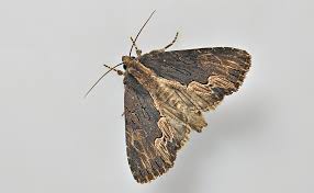 Attēlu rezultāti vaicājumam “Dypterygia scabriuscula”