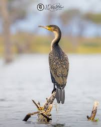 Image result for Phalacrocorax carbo