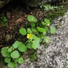 Attēlu rezultāti vaicājumam “Saxifraga cymbalaria”