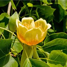 Attēlu rezultāti vaicājumam “Liriodendron tulipifera fruit”