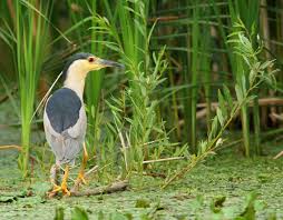 Image result for Nycticorax nycticorax