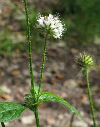Image result for Dipsacus pilosus