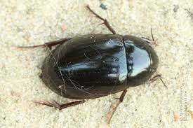 Attēlu rezultāti vaicājumam “Hydrochara caraboides”