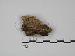 Attēlu rezultāti vaicājumam “Orbilia sp.”