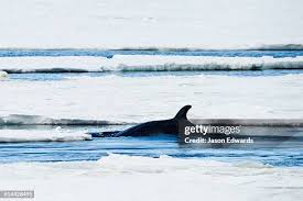 Image result for Balaenoptera bonaerensis