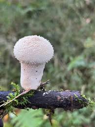 Attēlu rezultāti vaicājumam “Lycoperdon echinatum”