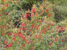 Attēlu rezultāti vaicājumam “Berberis vulgaris flower”
