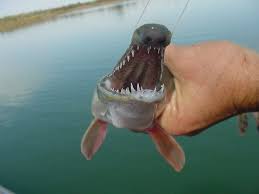 Image result for Lepisosteus osseus