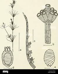 Attēlu rezultāti vaicājumam “Chara globularis”