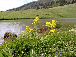 Attēlu rezultāti vaicājumam “Barbarea vulgaris subsp. arcuata”