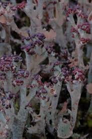 Attēlu rezultāti vaicājumam “Cladonia phyllophora”