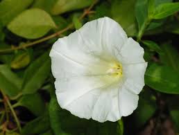 Attēlu rezultāti vaicājumam “Calystegia inflata flower”