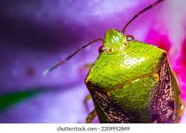 Attēlu rezultāti vaicājumam “Elasmostethus interstinctus nymph”