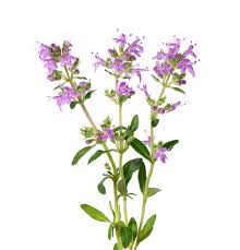 Attēlu rezultāti vaicājumam “Thymus serpyllum flower”