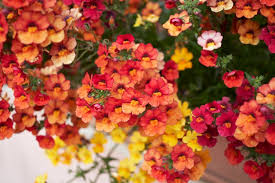 Image result for Elfenspiegel