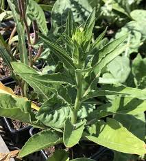 Image result for Nachtkerze