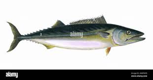 Image result for Sarda sarda