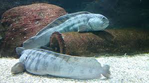 Image result for Anarhichas lupus