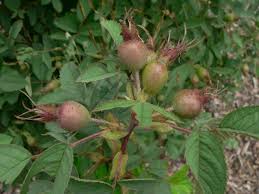 Attēlu rezultāti vaicājumam “Rosa villosa fruit”