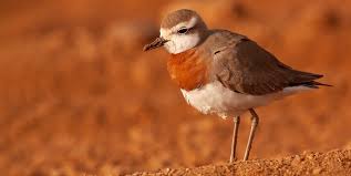 Image result for Charadrius asiaticus