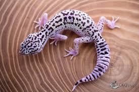 Attēlu rezultāti vaicājumam “Lycogala exiguum aggr.”