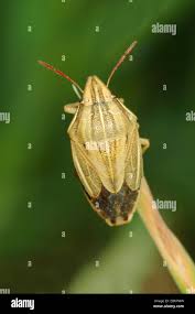 Attēlu rezultāti vaicājumam “Aelia acuminata”