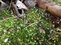 Attēlu rezultāti vaicājumam “Funaria hygrometrica”