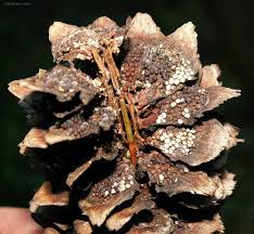 Attēlu rezultāti vaicājumam “Pucciniastrum areolatum”