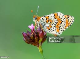 Attēlu rezultāti vaicājumam “Melitaea cinxia”
