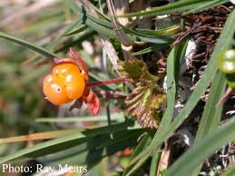 Attēlu rezultāti vaicājumam “Rubus chamaemorus fruit”