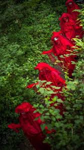 Image result for Reddish Rebels