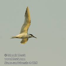 Attēlu rezultāti vaicājumam “Sterna sandvicensis”