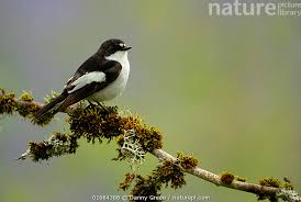 Attēlu rezultāti vaicājumam “Ficedula hypoleuca”