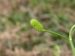 Attēlu rezultāti vaicājumam “Ranunculus sceleratus fruit”
