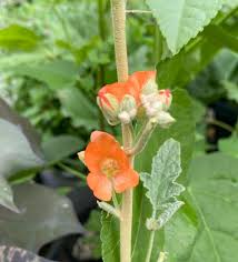 Attēlu rezultāti vaicājumam “Malvaceae”