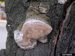 Attēlu rezultāti vaicājumam “Phellinus chrysoloma”