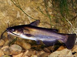 Image result for Ameiurus melas