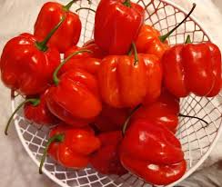 Afbeeldingsresultaat voor aji dulce sweet pepper