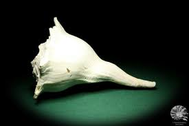 Image result for Sinistrofulgur perversum