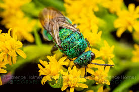 Attēlu rezultāti vaicājumam “Hedychrum sp.”