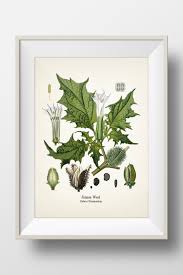 Attēlu rezultāti vaicājumam “Datura stramonium”