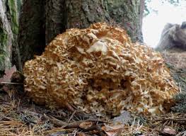 Attēlu rezultāti vaicājumam “Sparassis crispa”