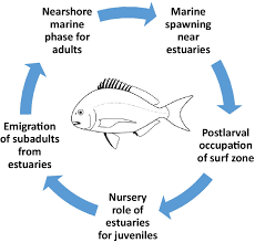 Image result for Rhabdosargus holubi