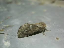 Attēlu rezultāti vaicājumam “Hepialus lupulinus”