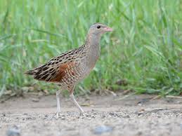 Image result for Crex crex