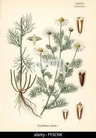 Attēlu rezultāti vaicājumam “Tripleurospermum inodorum”