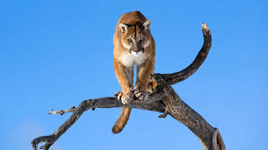 Image result for Ut Cougars